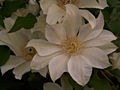 Clematis Moonlight IMG_5979 Powojnik